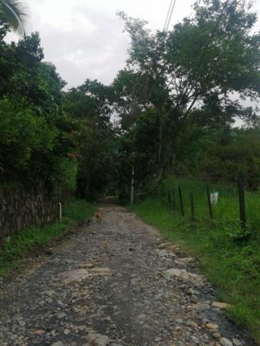 a dog is walking down a dirt road at Finca Hotel - Piscina La Johanna in La Mesa