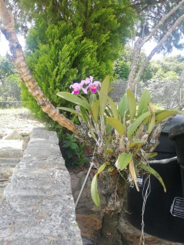 a plant with pink flowers on a stone wall at Finca Hotel - Piscina La Johanna in La Mesa
