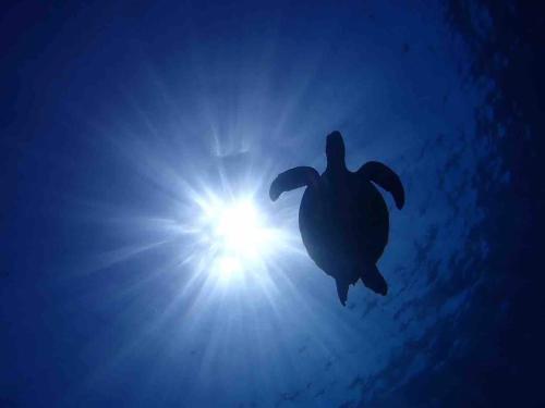 a turtle swimming in the water with the sun in the sky at Blue Steak Wonder Chatan in Chatan