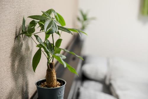 a plant in a pot on a window sill at HAT Huruichi, near from Nara park, more than 5 parking space, 築3年の一軒家,駐車場5台以上可,グループでの宿泊に in Nara