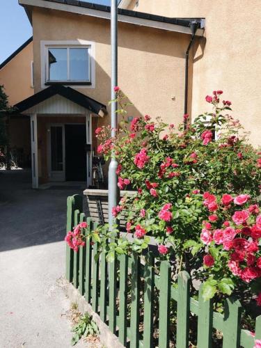 ein grüner Zaun vor einem Haus mit rosa Rosen in der Unterkunft Birkagatan - Visby Lägenhetshotell in Visby