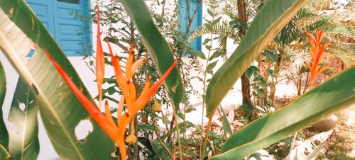 a group of carrot plants in a garden at Casinha do Bem-Viver na Vila de Itaúnas in Itaúnas
