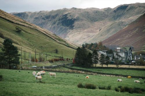 a herd of sheep grazing in a field with mountains at Westmorland Hotel Tebay in Tebay