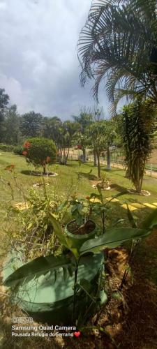 a garden with plants and a palm tree in a park at Pousada Refugio do Serrano in São Bento do Sapucaí