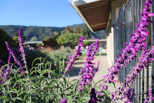 a bunch of purple flowers next to a fence at Contenta Inn in Carmel Valley