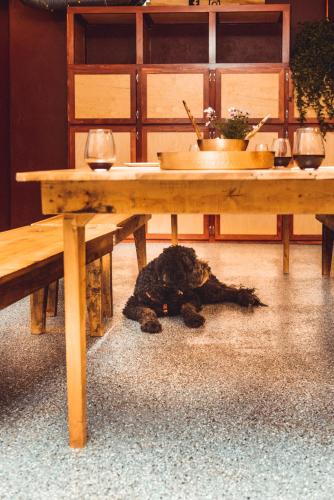 a teddy bear laying under a wooden table at The Haven Hostel in Thunder Bay