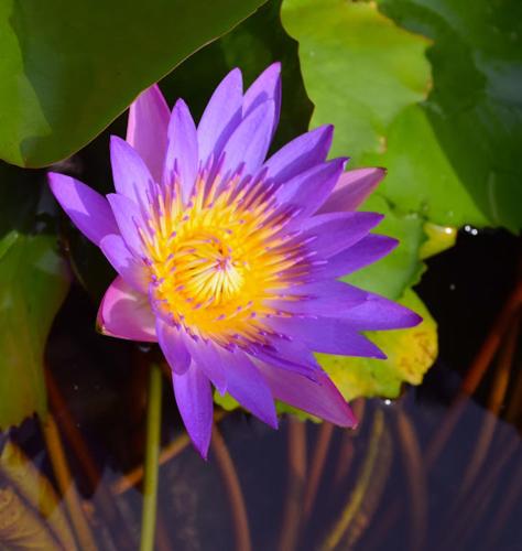 a purple and yellow flower in a bowl of water at The Narima - SHA Plus in Ko Lanta