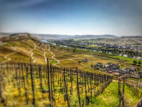 a view of a vineyard from the top of a hill at Moselhaus Weiskopf in Bernkastel-Kues