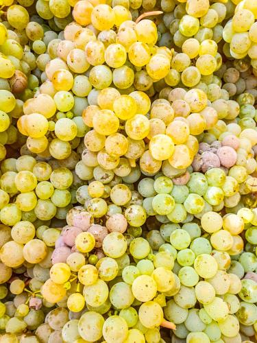 a pile of green and yellow grapes on display at Moselhaus Weiskopf in Bernkastel-Kues
