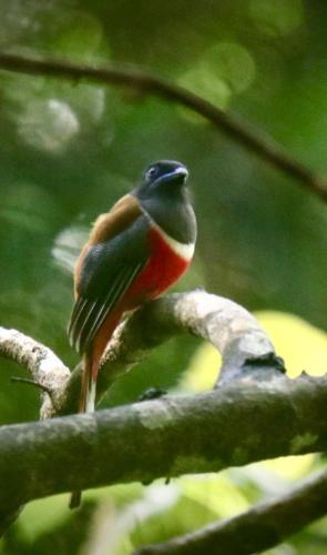 a bird perched on top of a tree branch at Rainforest Holiday Inn in Deniyaya
