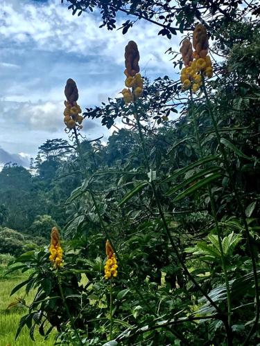 a bunch of yellow flowers on a tree at Rainforest Holiday Inn in Deniyaya