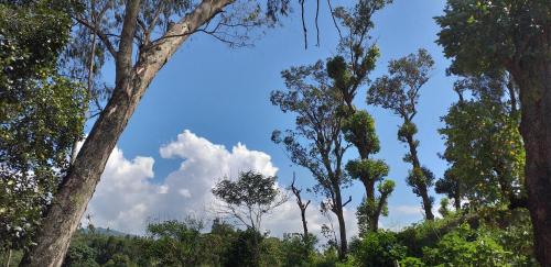 a group of trees and clouds in the sky at Freedom camp & cafe ella in Ella