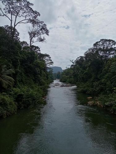 a river with trees on the side of it at Evergreen Villa - Sinharaja in Deniyaya