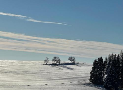 a group of trees on a snow covered hill at Apartmány MAX in Vaclavov u Bruntalu