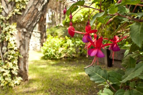 a group of red and purple flowers hanging from a tree at Carilo Village Apart Hotel & Spa in Carilo