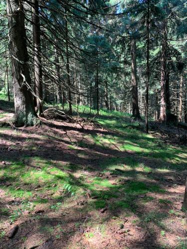 a wooded area with trees and green grass at Apartmán s vyhlídkou in Horní Maršov