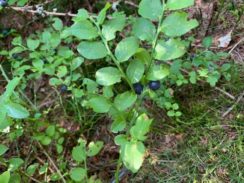 a plant with green leaves and blueberries on the ground at Apartmán s vyhlídkou in Horní Maršov