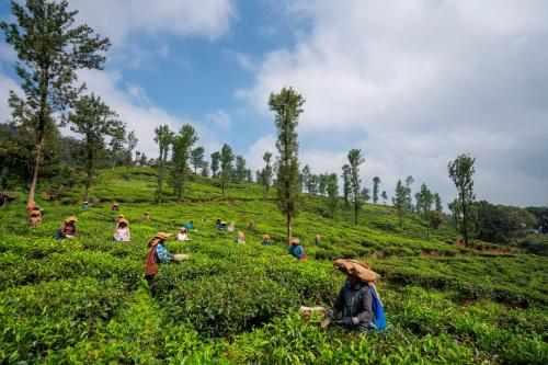 a group of people sitting in a field at Zostel Homes Wayanad (Vythiri) in Wayanad