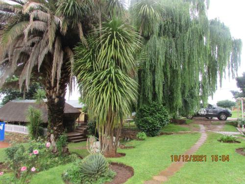 a yard with palm trees and a house with a car at Aloes Lodge in Leribe