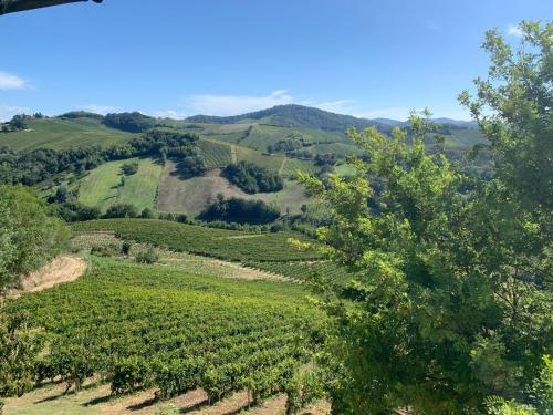a view of a tea plantation in the hills at Agriturismo i Gessi in Calvignano