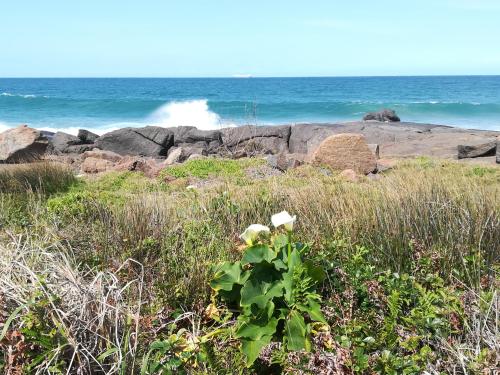 a bush with white flowers in a field near the ocean at Rockview Guest House in Port Edward