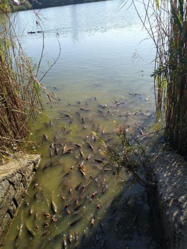a bunch of ducks swimming in the water at Ritu Raj Home Stay & Cafe in Malther