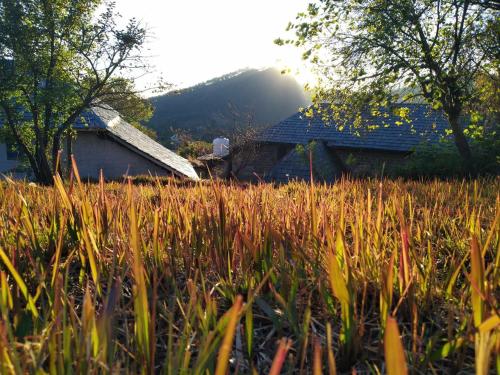 a field of tall grass in front of a house at Ritu Raj Home Stay & Cafe in Malther