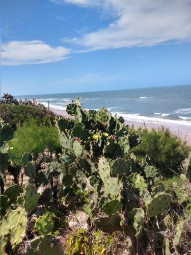 a bunch of plants on a beach with the ocean at HOTEL DAS FALESIAS in Beberibe