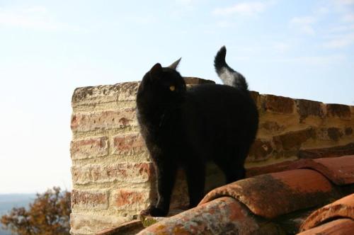 a black cat standing on top of a brick wall at Podere Campovecchio in Rapale