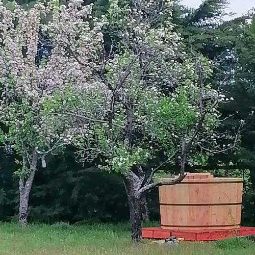a tree and a large barrel in a field at Cabañas Troncos de Alerce en Puerto Montt con tinaja caliente in Alerce
