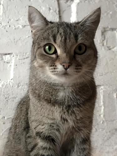 シェレゲシュにあるBear Holeの煉瓦の壁に腰掛けた緑の目の猫