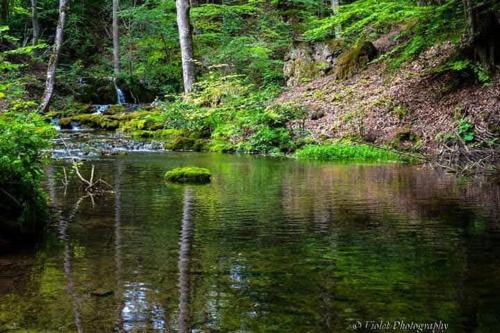 a river in the middle of a forest at Apartmani Grza in Paraćin