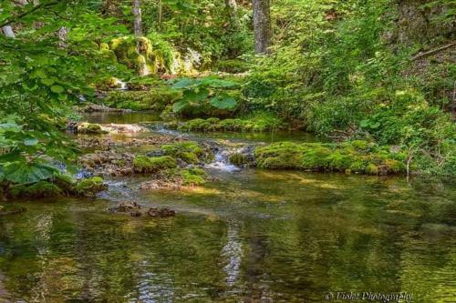 a stream in the middle of a forest at Apartmani Grza in Paraćin
