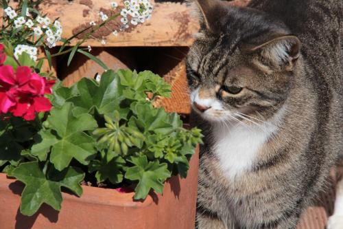 a cat sitting next to a potted plant at Haus Alpenglühn in Sautens