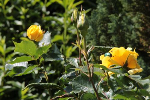 a bumblebee sitting on a yellow rose at Haus Alpenglühn in Sautens