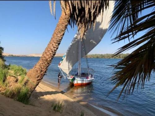 a sail boat on the water next to a palm tree at My Dream Nile Felucca in Aswan