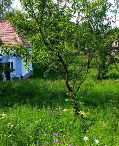 Zahrada ubytování Pridvorul lui Viorel