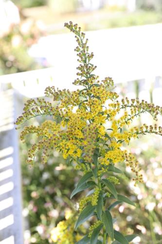 a plant with yellow flowers in front of a fence at An English Garden in Dennis Port