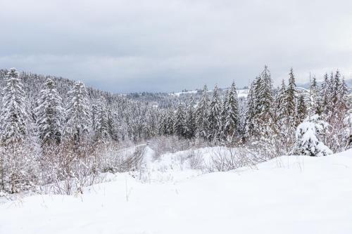 a snow covered forest with trees in the background at Rich OAK - готель з відкритим панорамний басейном in Yablunytsya
