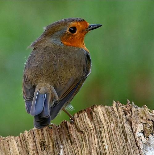 a bird sitting on top of a wooden post at Ediths Haus in Rhauderfehn