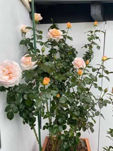 a bunch of pink roses in a vase next to a wall at Opononi Lighthouse Motel in Opononi