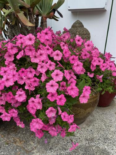 a bunch of pink flowers in a pot at Opononi Lighthouse Motel in Opononi
