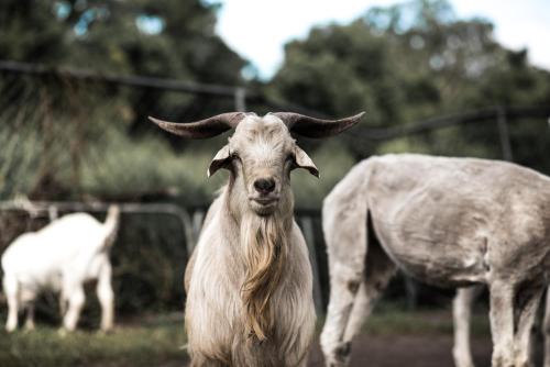 a goat with long horns standing in a field at The Bearded Dragon Boutique Hotel in Mount Tamborine