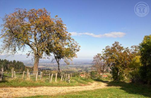 a tree on a hill with a dirt road at La Ferme des Galoches in Villemontais
