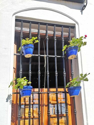 a group of potted plants inront of a window at Casa rural La Rabá Terraza con increíbles vistas in Sanlúcar de Guadiana