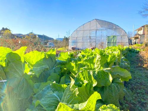 a field of cabbage with a greenhouse in the background at Fukoji in Kawaba