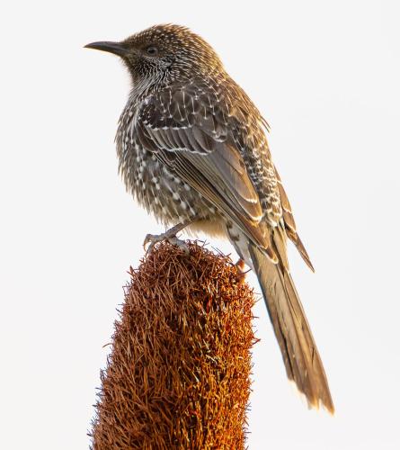 a bird is perched on top of a post at Apollo Bay Beach Hut ~ Wifi ~ Opposite The Ocean in Apollo Bay