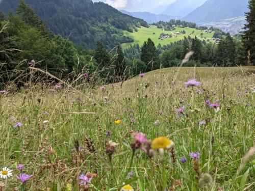 a field of flowers in a grassy field at Ferienhaus Vakanz in Raggal