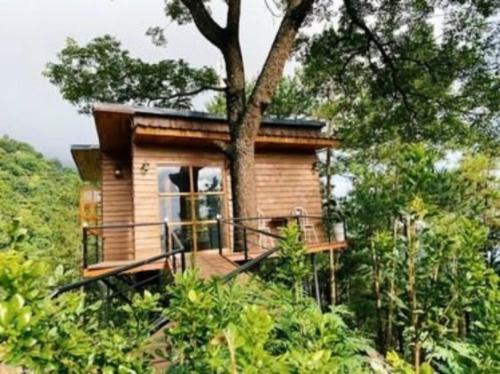 a tiny house on a hill with a tree at Chillout Village - Homestay Tam Đảo in Vĩnh Phúc