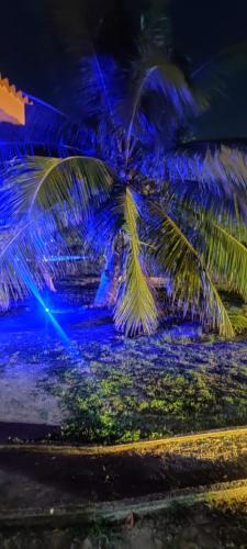 a palm tree is lit up with blue lights at Yala Peace Cottages in Tissamaharama